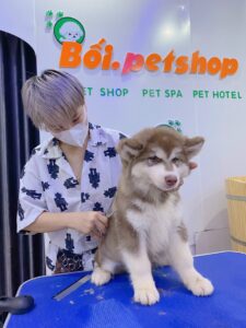 Bối Petshop xuất phát từ tình yêu của Groomer Minh Anh với thú cưng