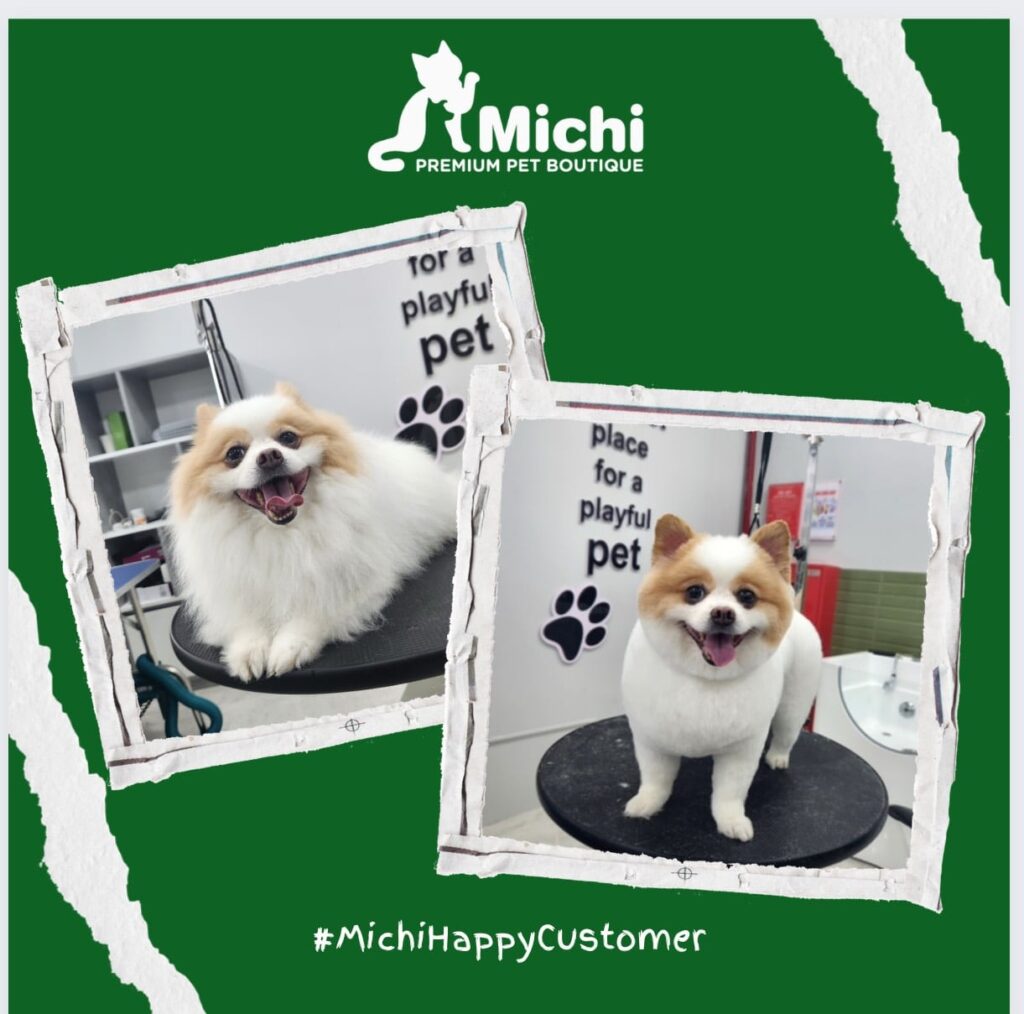 Michi Premium Pet Boutique được hoạt động với chất lượng được đặt lên hàng đầu