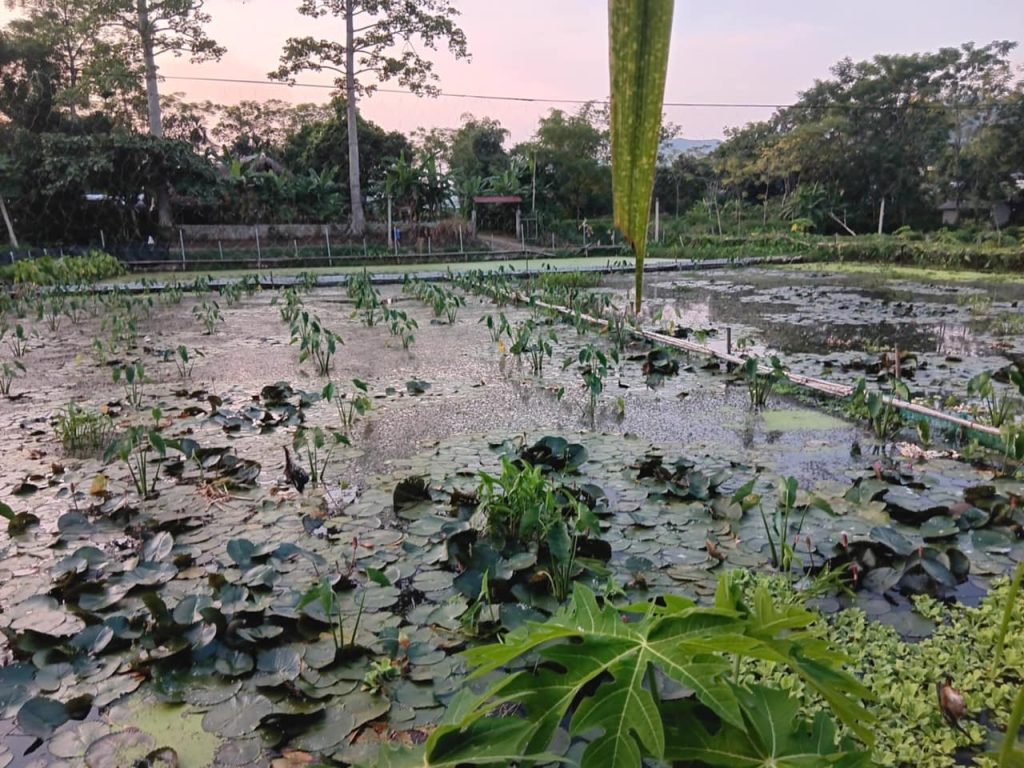 Một góc trang trại Trưởng ốc ếch Hà Giang với hệ sinh thái đa dạng