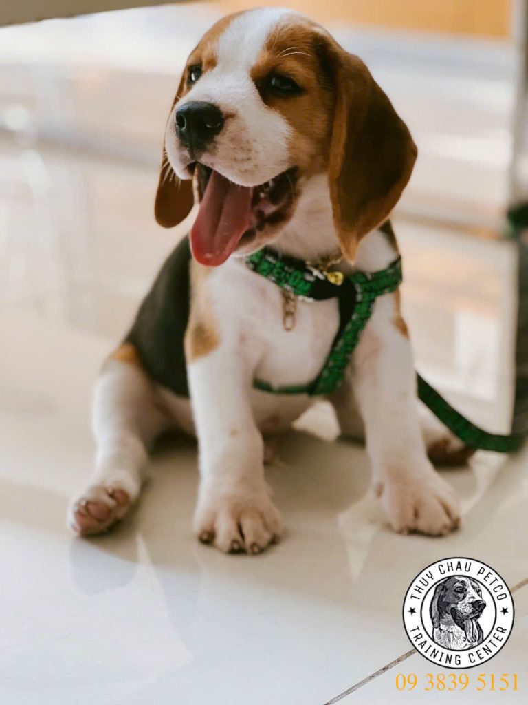 Thuy Chau Petco - Thương hiệu Việt dẫn đầu lĩnh vực nhân giống chó săn thỏ Beagle