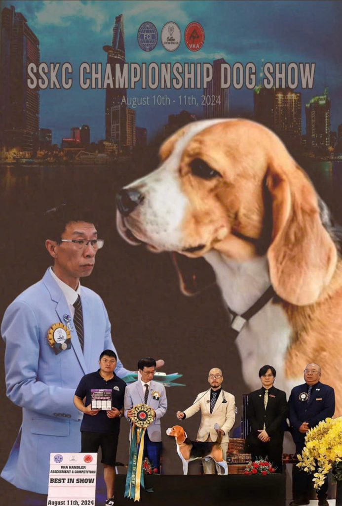 Sự tận tụy và đam mê đưa giống chó Beagle Việt Nam lên tầm cao mới