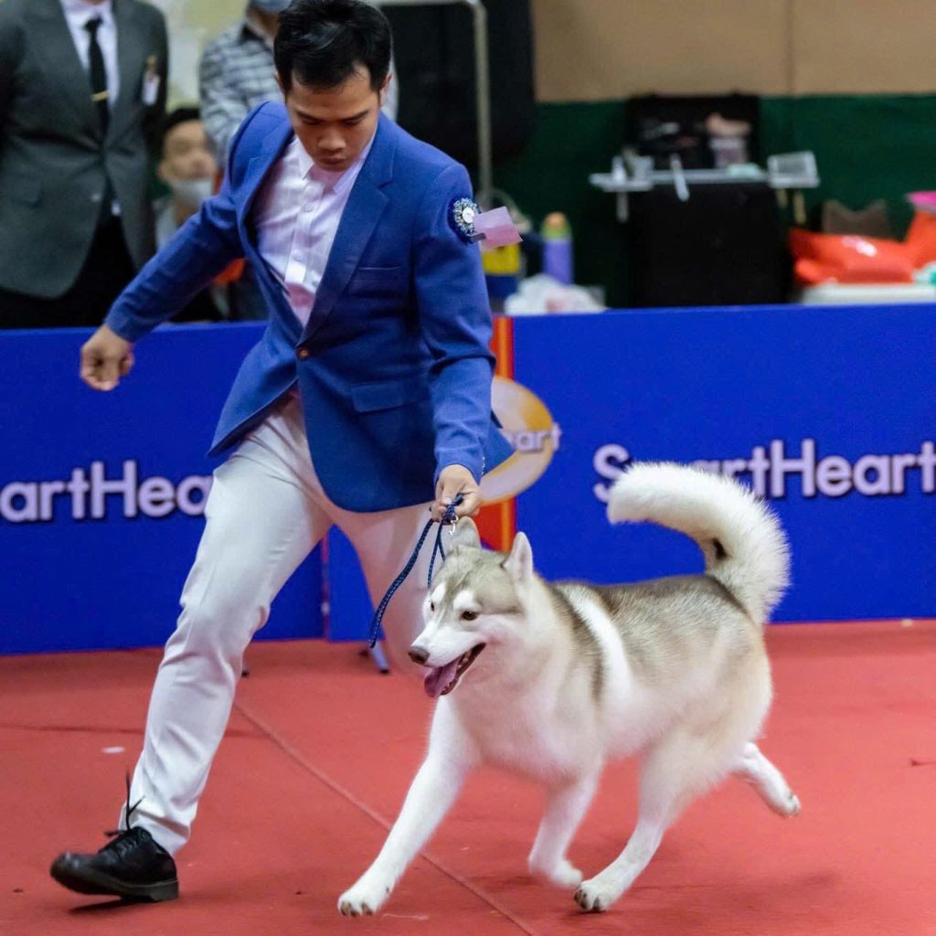 Groomer Co Ca luôn dành một tình yêu đặc biệt cho những chú cún cưng