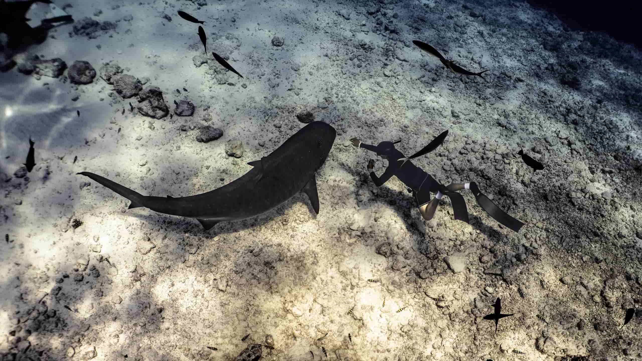 Cameraman Underwater Dainguyen Freediving tích cực lan tỏa tinh thần lặn văn minh, an toàn và góp phần gìn giữ vẻ đẹp của đại dương